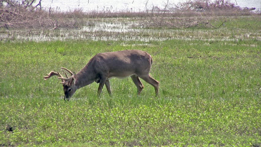 Video of Whitetail deer in an open field near a south Texas lake. Male buck and female doe. Marsh and grass. 