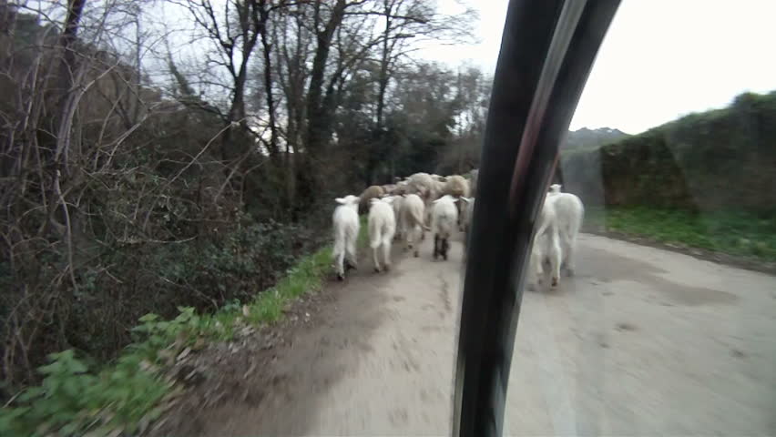 Mountain bike meets flock of sheep