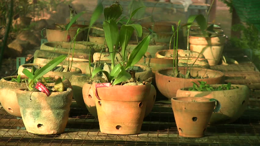 Tropical plants are watered in greenhouse. 