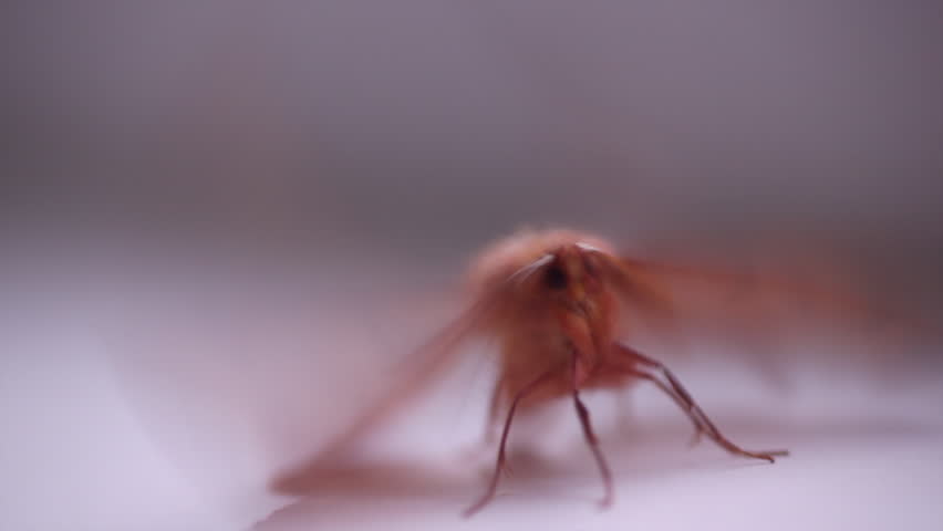 Header of order Lepidoptera
