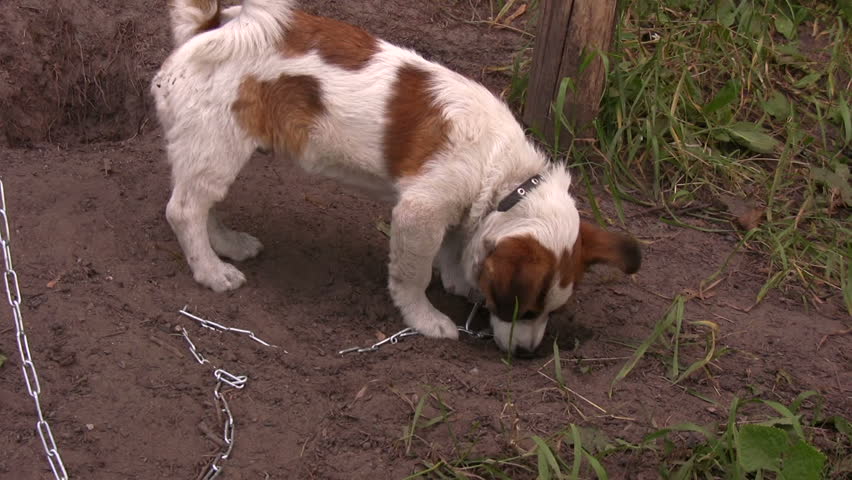 Dog digs for hidden bone 