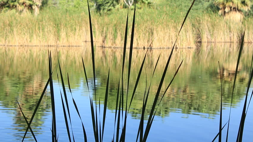 Reeds blow in front of the pond in the desert as ducks do their business.