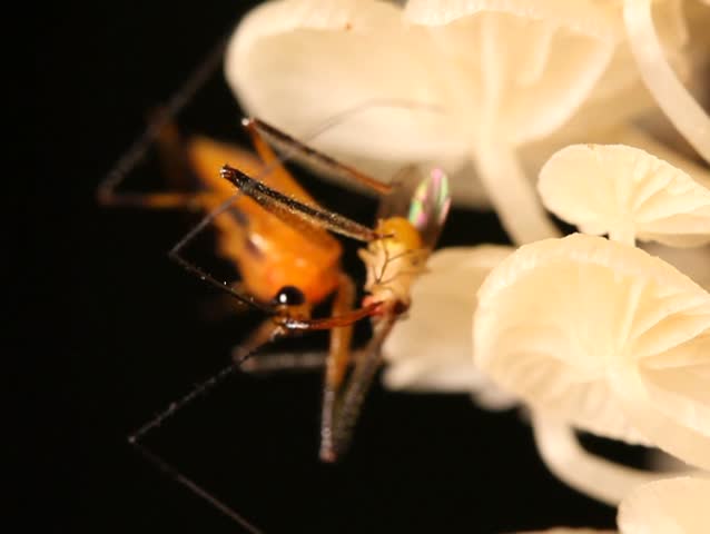 Assassin bug feeding on a fruit fly on a fungus covered trunk in rainforest PAL ASPECT RATIO
