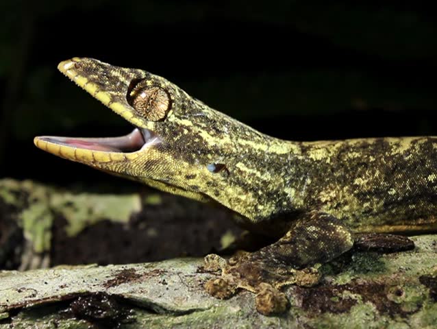 Turnip tailed gecko (Thecadactylus solimoensis). Giving threat display with open mouth PAL ASPECT RATIO