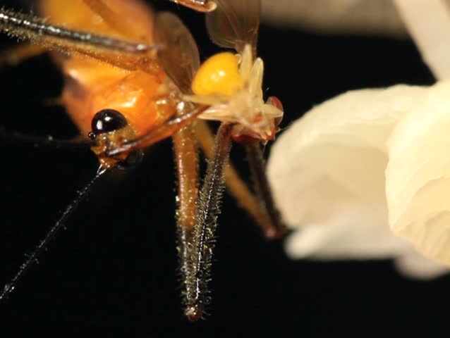 Assassin bug feeding on a fruit fly on a fungus covered trunk PAL ASPECT RATIO