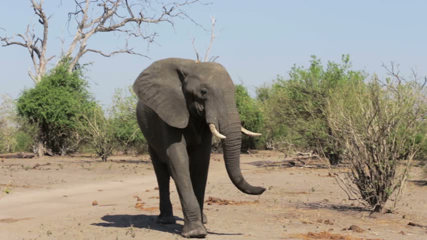 Header of African Elephants