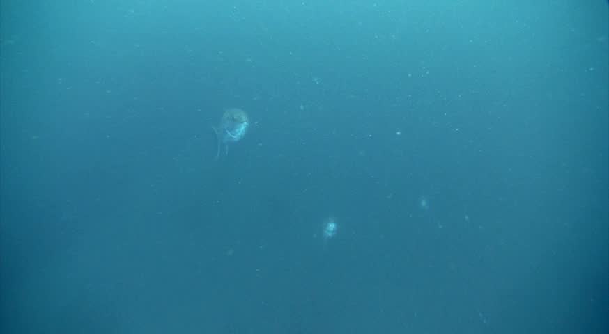Header of amberjack