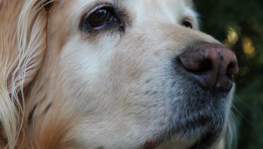 Dog sniffing