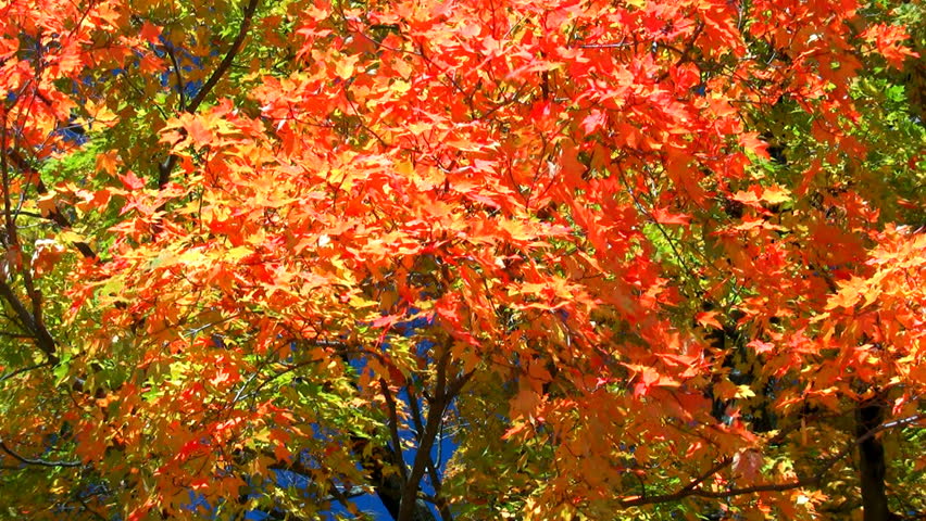 HD vibrant fall colors and blue sky