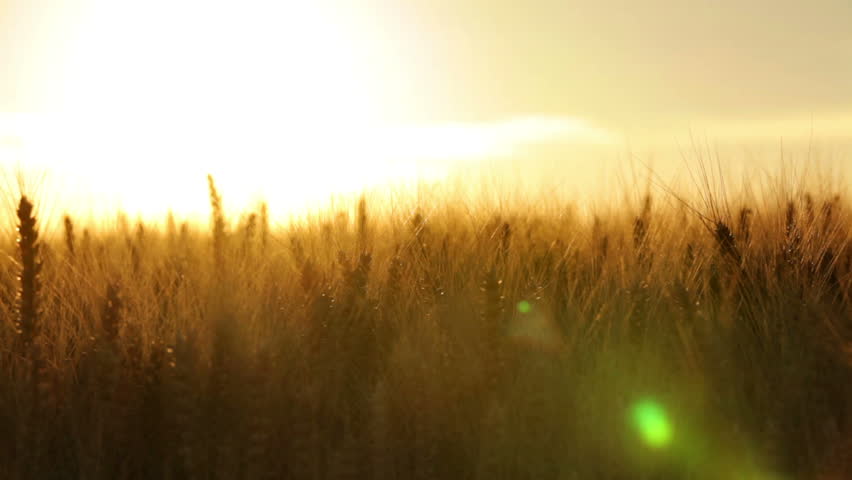 crane shot close over wheat ears in dry field at afternoon sun 