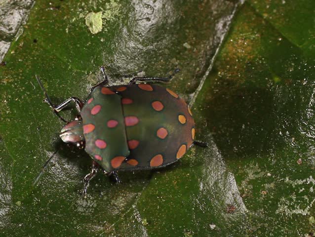 brightly coloured hemipteran bug on a leaf. In tropical rainforest, Ecuador