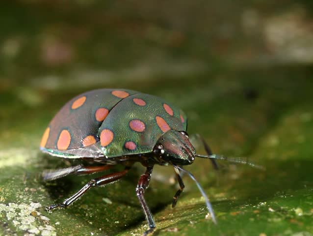 brightly coloured hemipteran bug on a leaf. In tropical rainforest, Ecuador