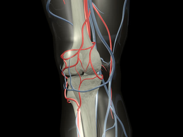 Knee Rotation PAL