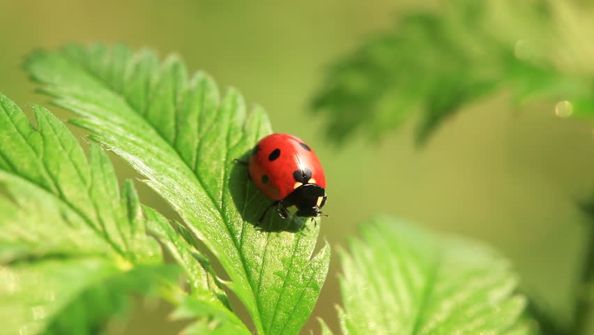 Ladybug on green fresh leaf. Close-up