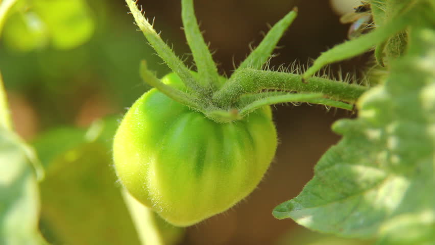 Tomato 01