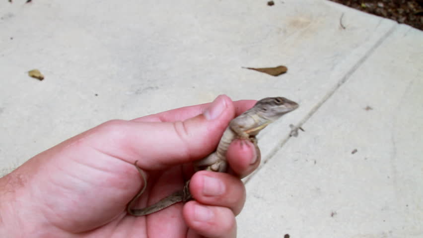 Lizard Bite 