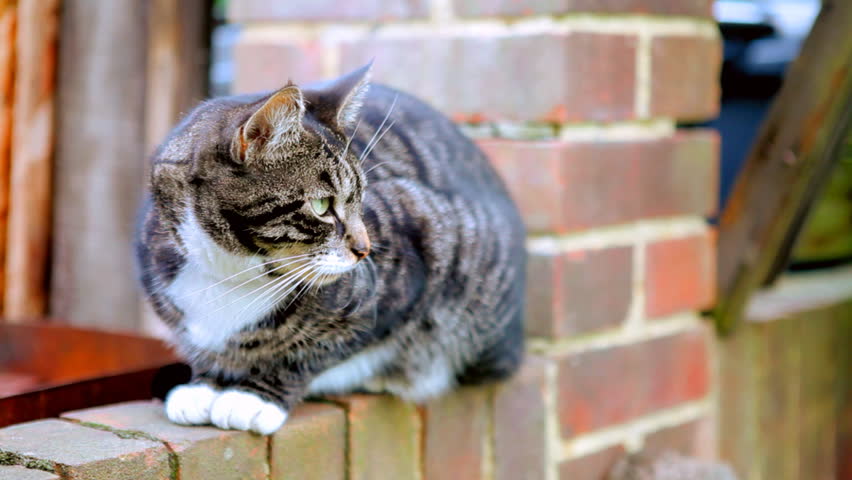 Tortoiseshell cat with green eyes sitting on a brick wall and blinking