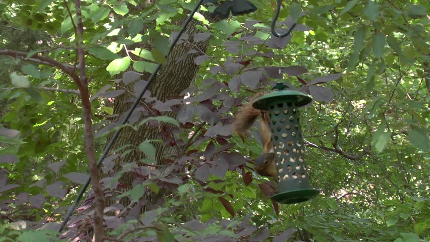 squirrel steals nuts from a bird feeder