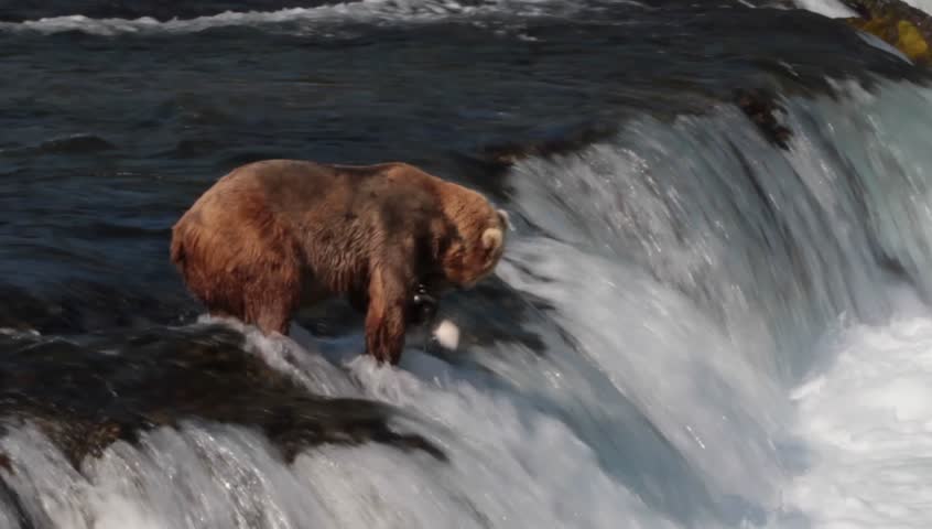 Grizzly bear catching and losing a salmon in Brooks Falls