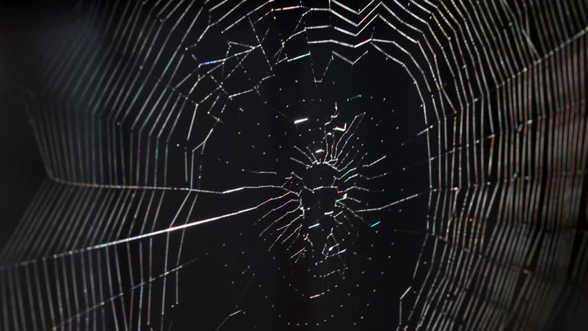 A garden spider in its web.