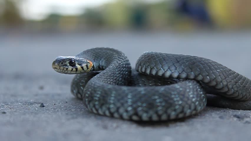 Snake