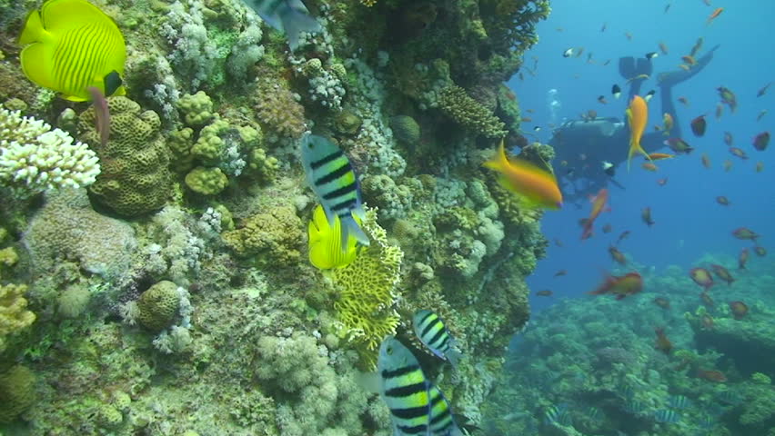 Tropical reef scene