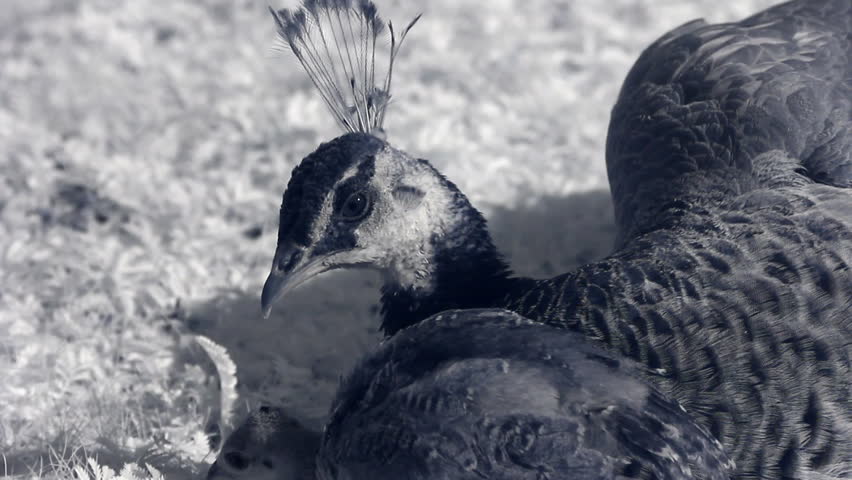 Infrared fauna: peacock with chick cleaning feather 