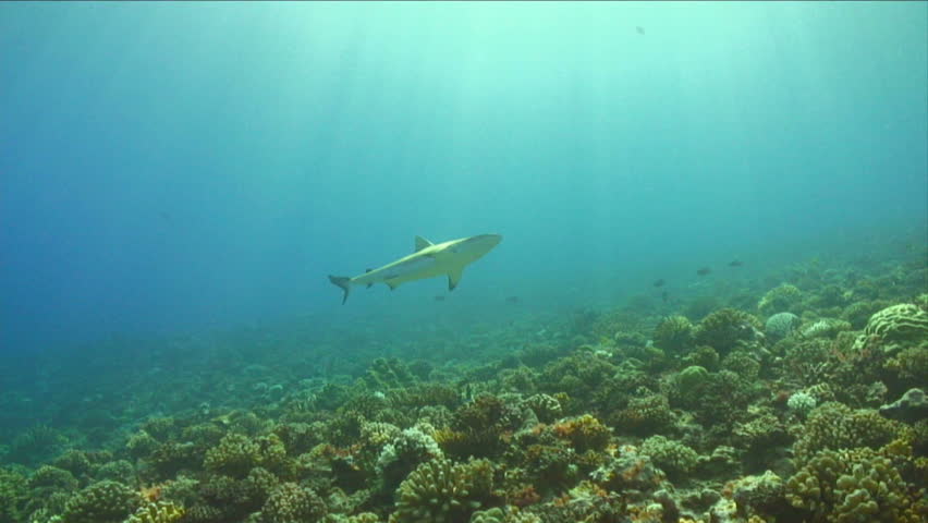 A shark circles a coral reef