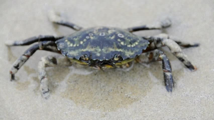 Crab at the beach