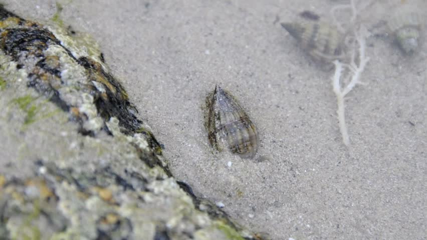 hermit crab digging