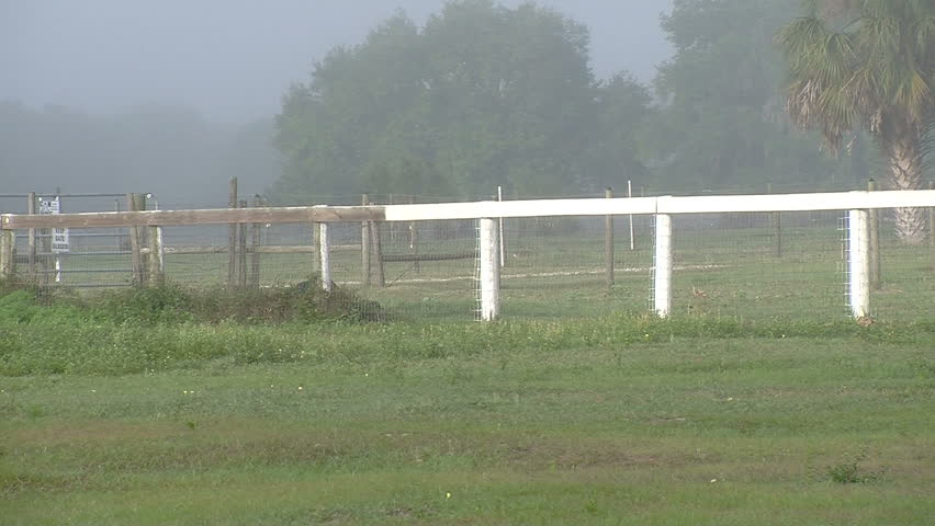 Trakehner/Oldenburg sport horse Taliesin GG galloping across an equestrian field at GoldenGael Farm.