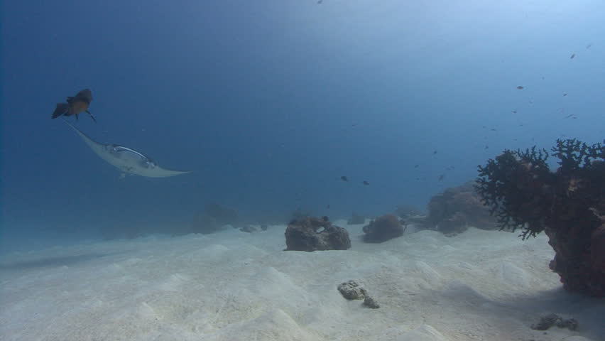 Manta Ray soars over viewer