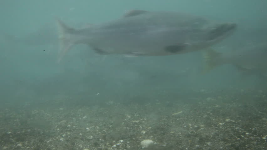 Salmon under water