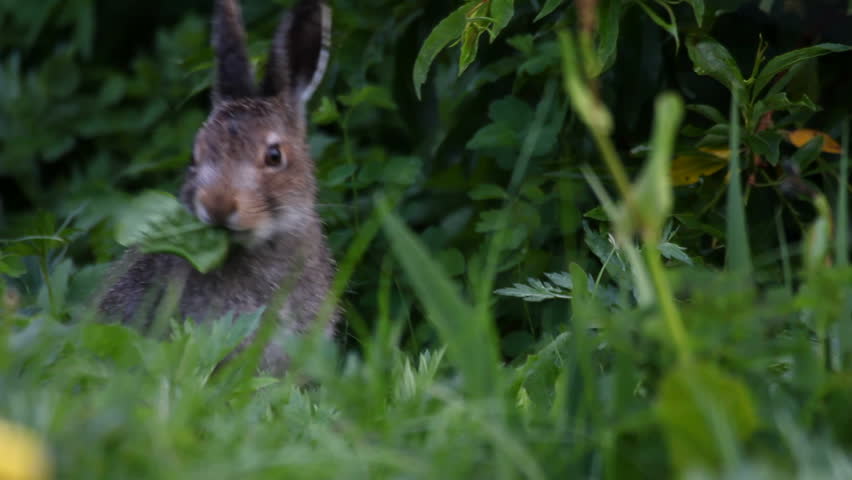 The hare eats a grass