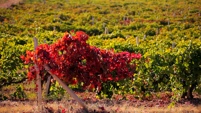 Black grape bunch. Beautiful grapes grown for the production of excellent wines. 