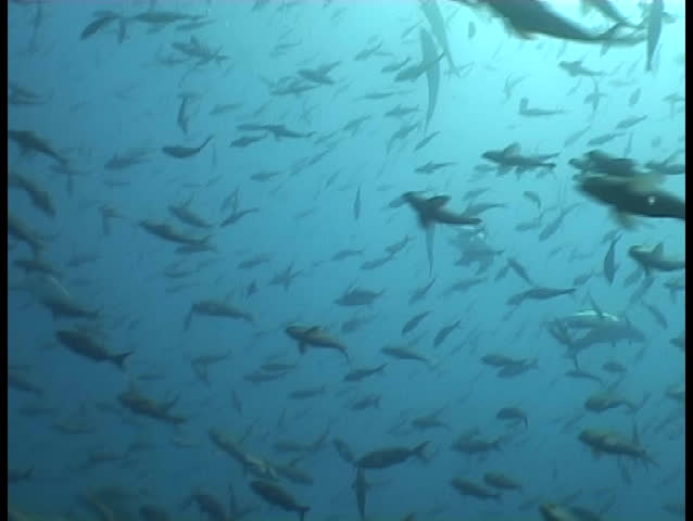 Galapagos underwater sea life
