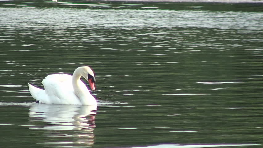 Close-up of Mute Swan swimming