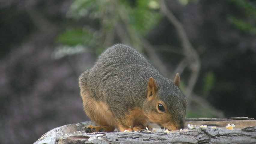 Squirrel eating corn from bird feeder.
