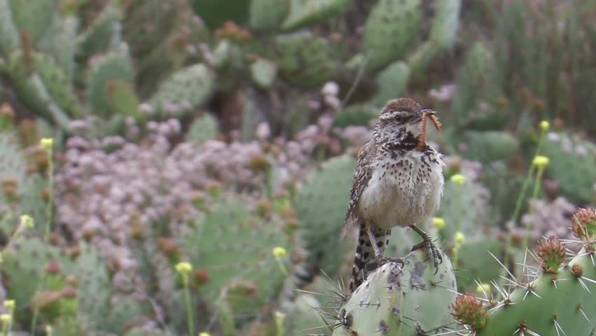 Cactus Wren "Pacific Coast race) perched on cactus with an insect in its beak and singing.