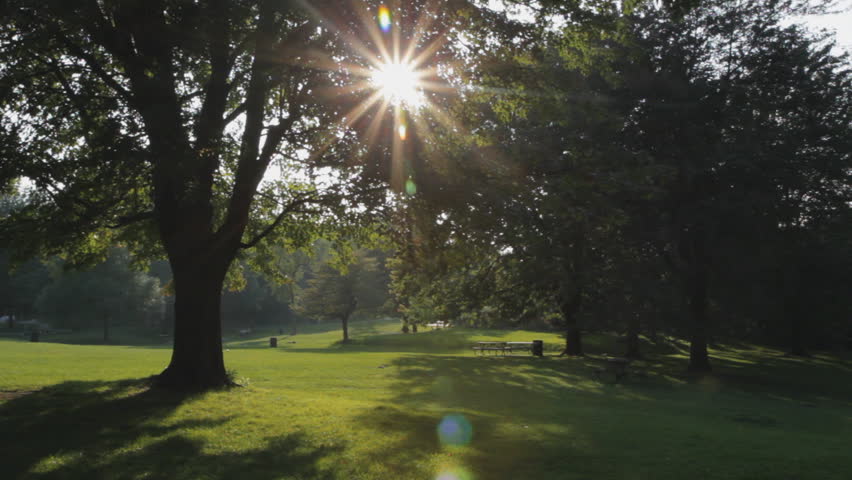 Big, beautiful green tree in the park. Sun shining through branches. Mount Royal, Montreal, Quebec, Canada.