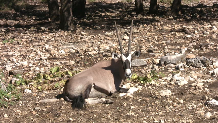 Video of African Gemsbok a member of the Oryx family. Laying down resting. Large animal from Africa and used in ancient Egypt as sacrifices. 