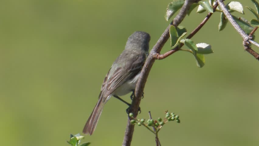Least Bell's Vireo on territory singing 