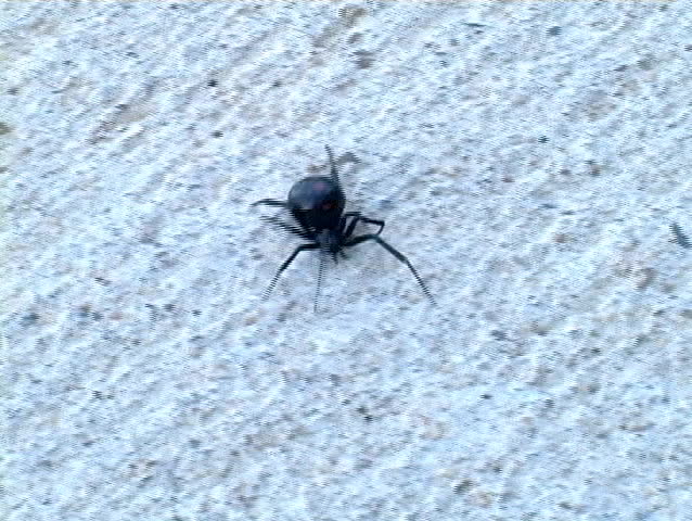 A black widow spider crawling across a concrete background.