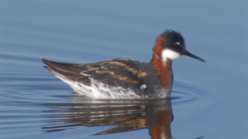 Red-necked Phalarope in breeding plumage foraging