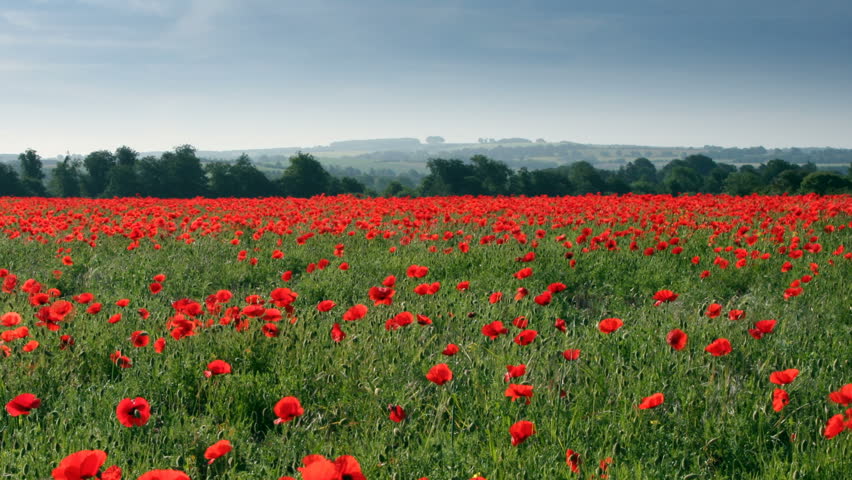 time lapse of poppy field