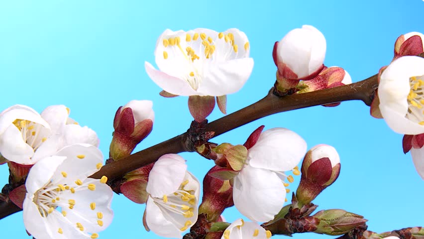 process of blossoming apricot bud on a blue background.