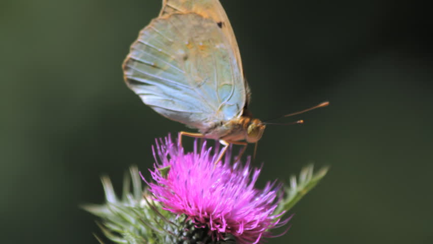 A butterfly landing on thistle, and at the end of the clip is hit by a wild honeybee