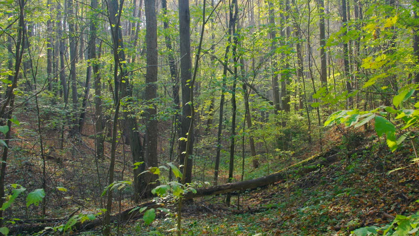 Autumn deciduous forest panning background time-lapse