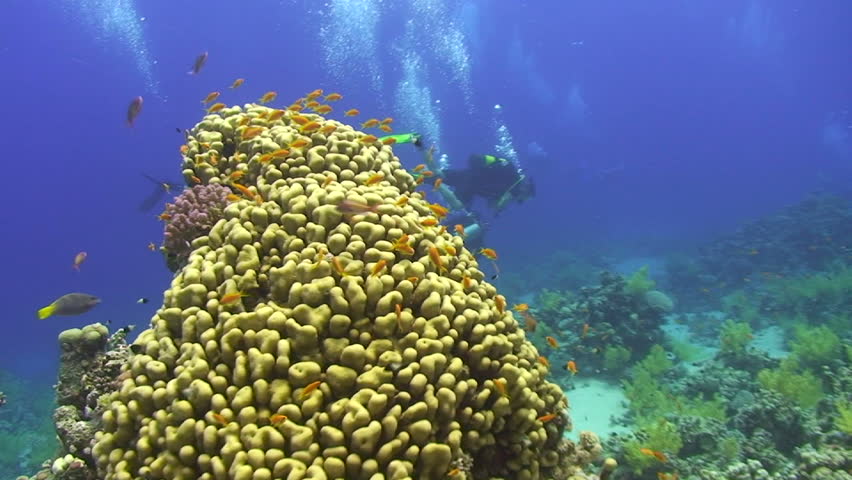Tropical Coral reef scenic, with soft and hard corals