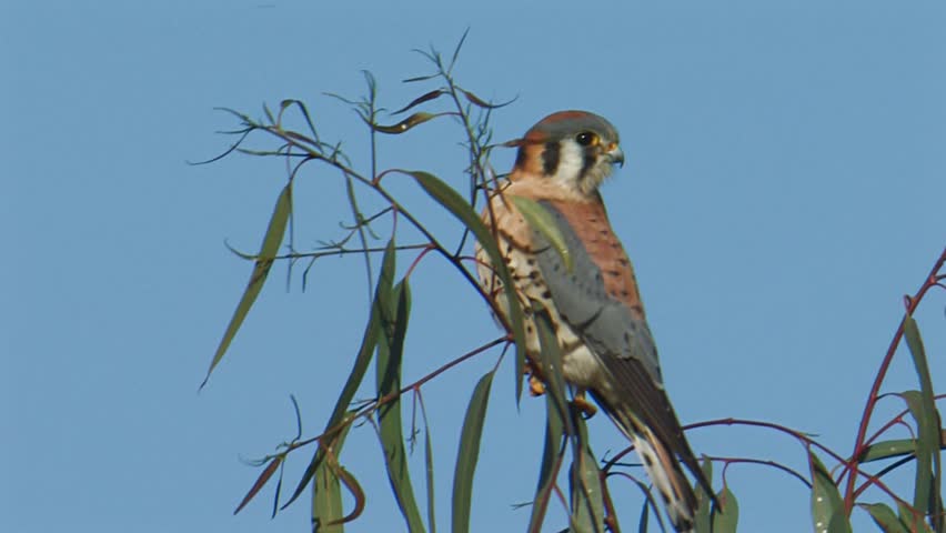 Header of American kestrel